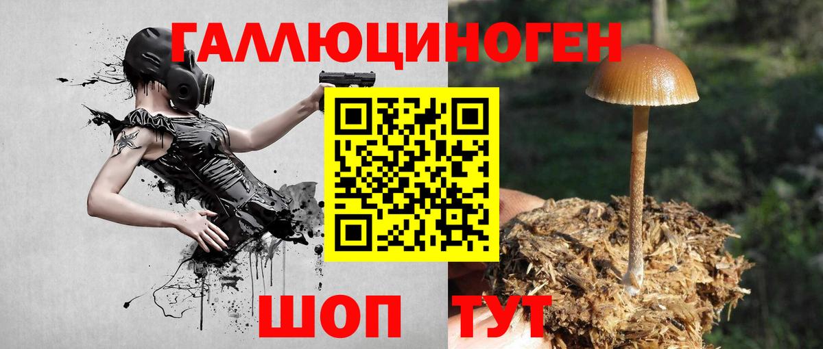 Псилоцибиновые грибы Cubensis Кунгур